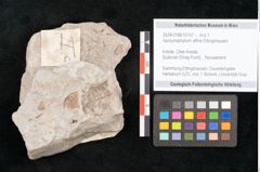 Foto (Detailansicht) von Apocynophyllum affine Ettingshausen (NHMW-GEO-2024-0188-10157)